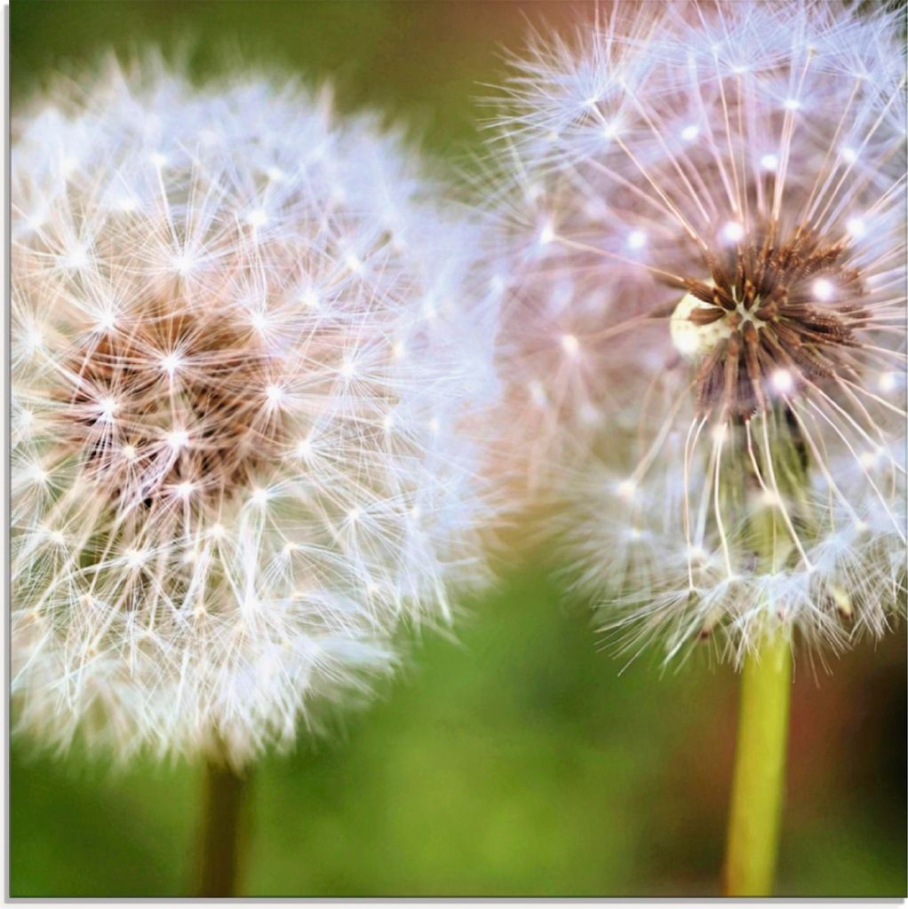 ARTland Glasbild Pusteblume Zweisamkeit Größe: 30x30 cm