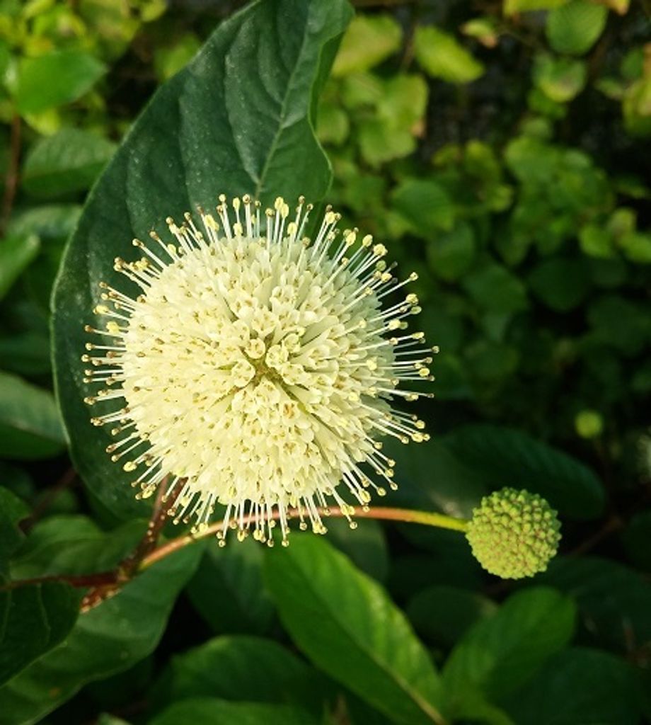 Knopfbusch (Cephalanthus occidentalis) - 40-60cm im 3 Liter Produktbild 