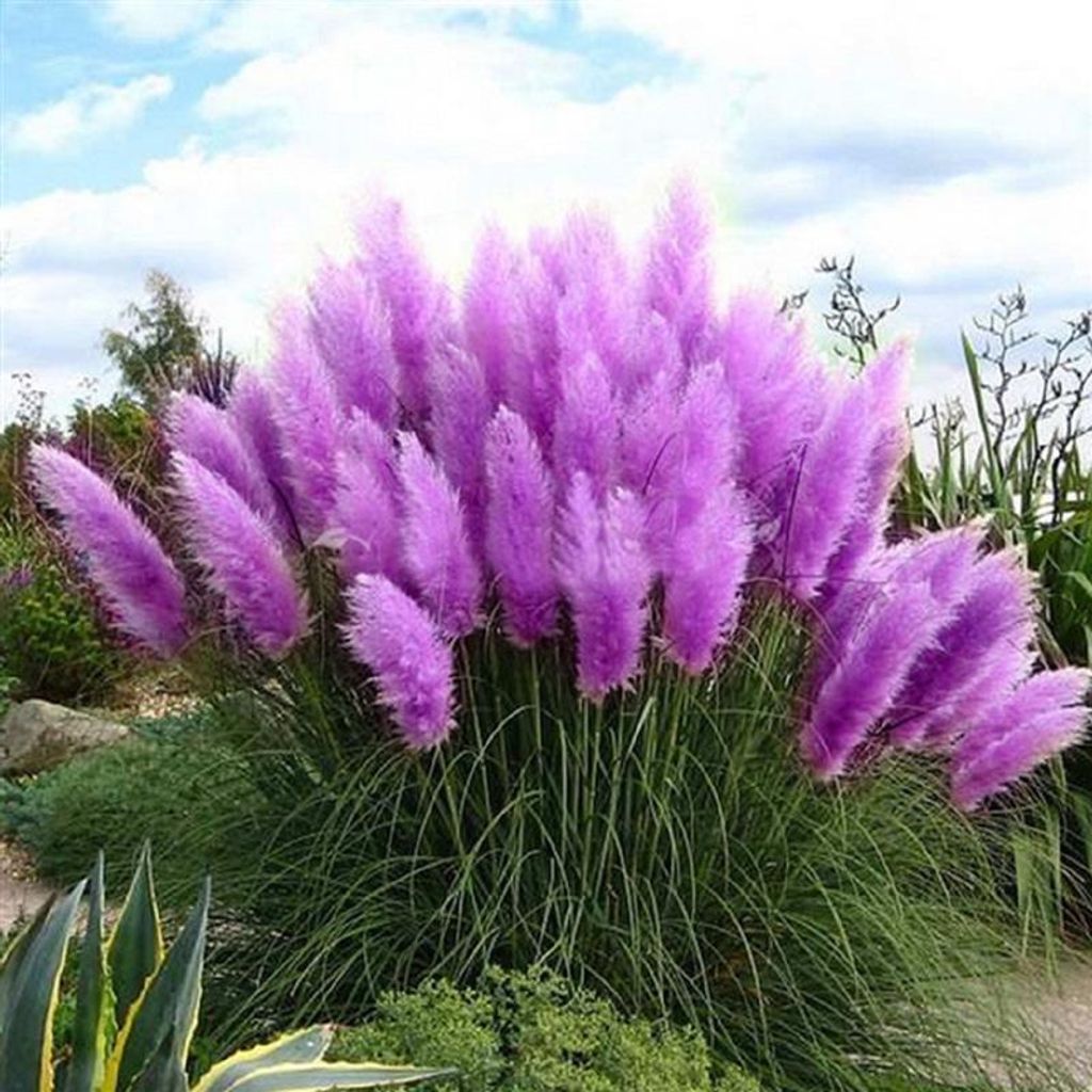 25x Pampasgras Cortaderia Selloana Violett Pink Ziergras Produktbild 3