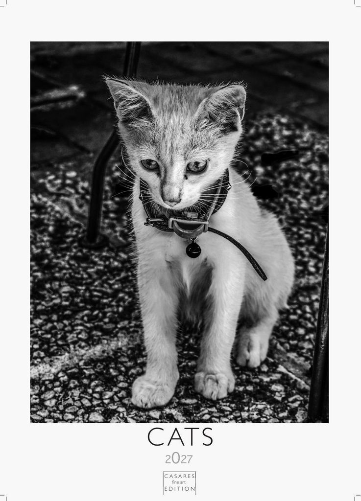 Cats schwarz-weiss Kalender 2027 - Wandkalender | Fotokalender Tierkalender schwarz-weiss 29x21cm - Katzenkalender | Perfekt für Katzenliebhaber u...