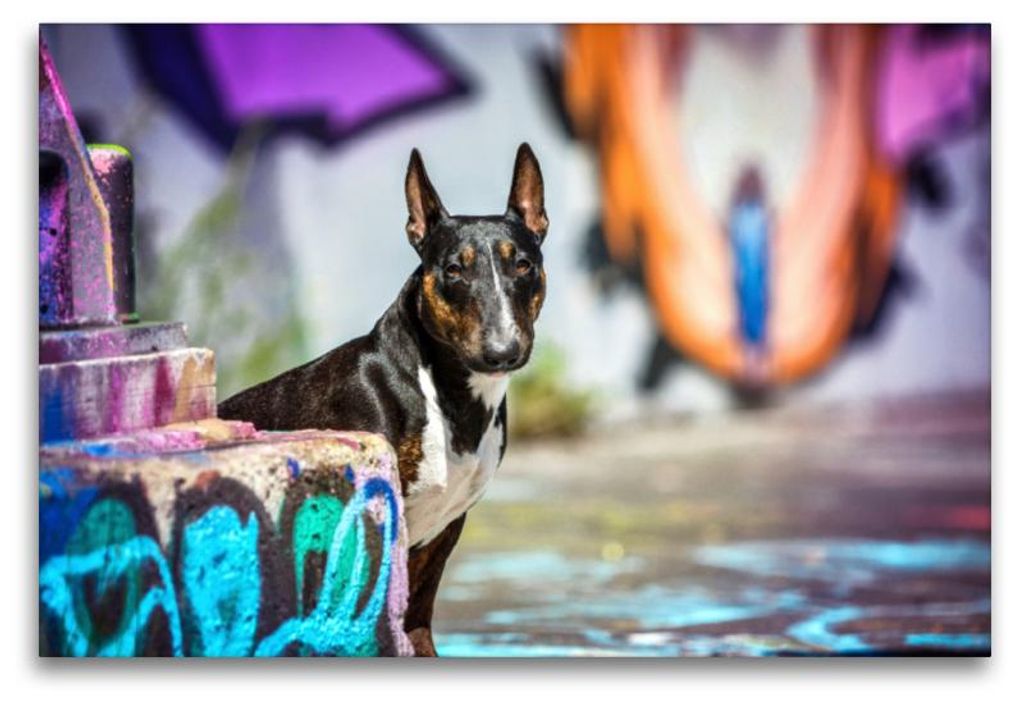 Premium Textil-Leinwand 120x80cm quer Premium Textil-Leinwand 120 cm x 80 cm quer Miniaturbullterrier sitzt vor einer Graffitiwand | Wandbild, HD-B...