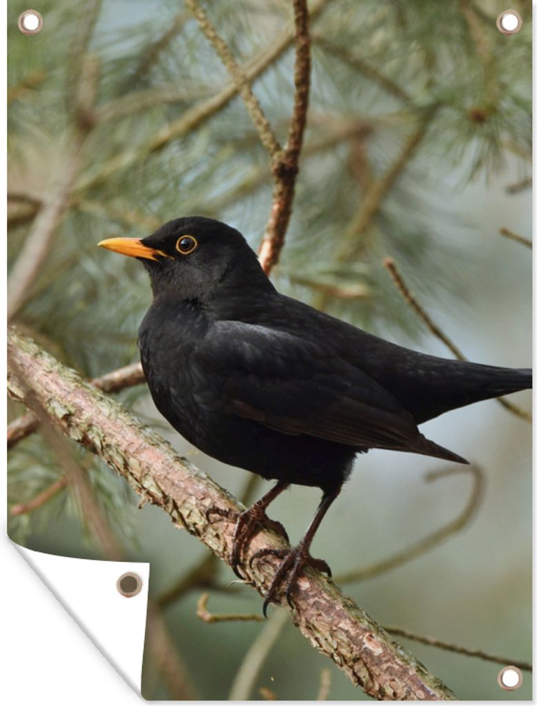 MuchoWow 90x120 cm Outdoor-Poster Gartendeko Sichtschutz Garten Poster für den Garten Vogel - Amsel - Zweige - Tiere