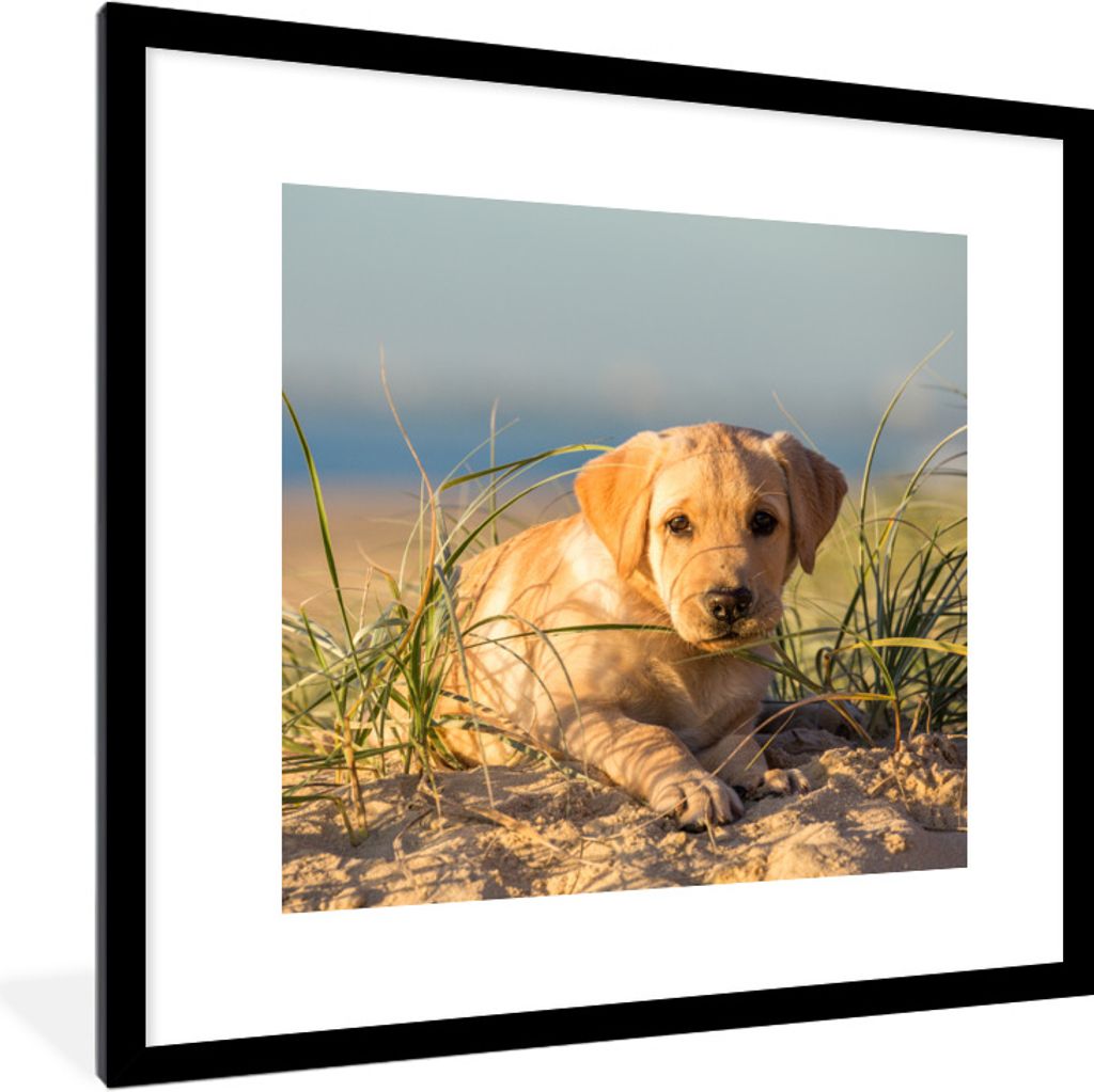 MuchoWow Gerahmtes Poster Labrador Retriever Welpe liegt auf den Sanddünen 40x40 cm - Poster mit Schwarzem Bilderrahmen Wandposter Rahmen Foto B...