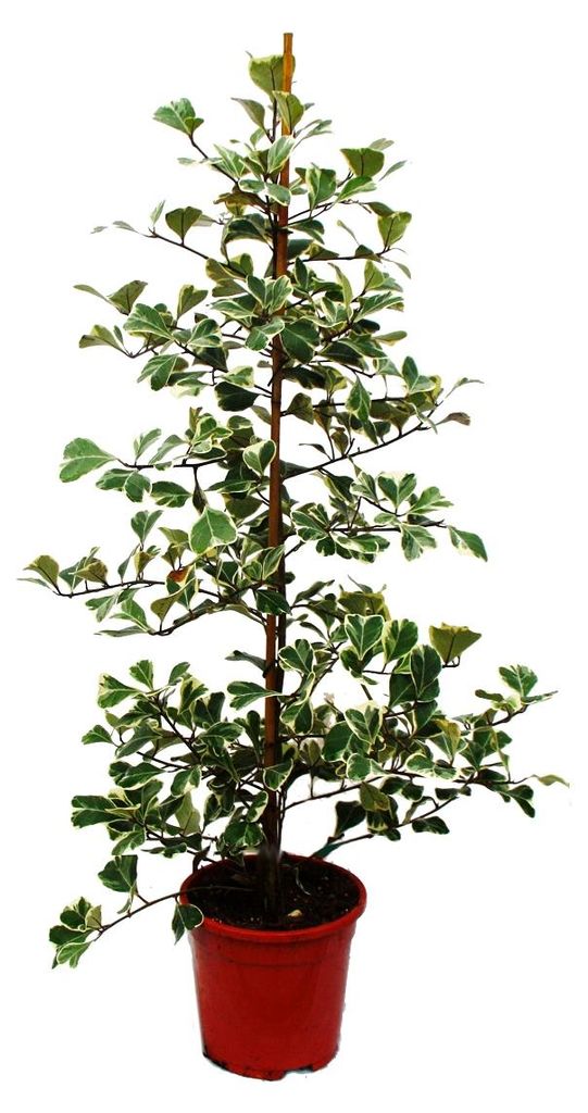 Ficus triangularis variegata – Ficus trojúhelníkový – Obrázek produktu 