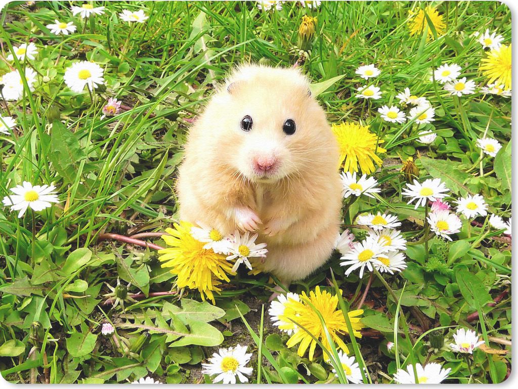 MuchoWow Mauspad Mousepad Hamster zwischen Blumen 23x19 cm - Mousepads - Maus Mat - Pad - Mausunterlage - Schreibtischunterlage - Mauspad