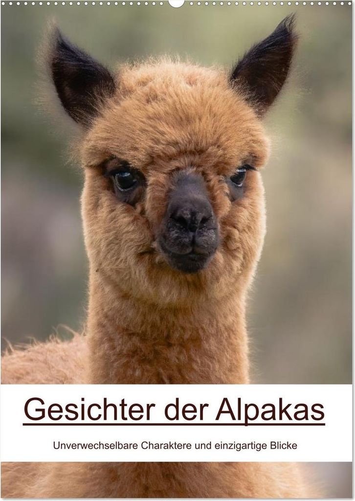 Gesichter der Alpakas - Unverwechselbare Charaktere und einzigartige Blicke (Wandkalender 2027 DIN A2 hoch), CALVENDO Monatskalender