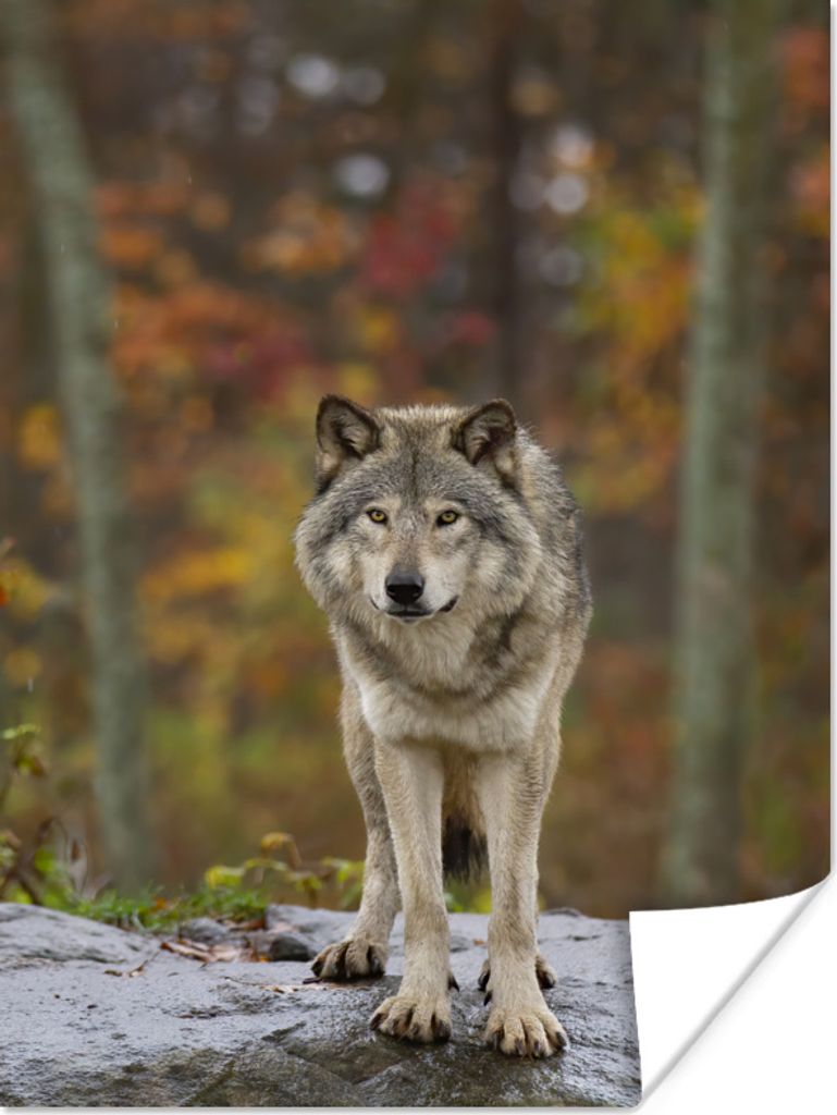 MuchoWow Poster Wolf - Stein - Wald 60x80 cm - Schlafzimmer Dekoration