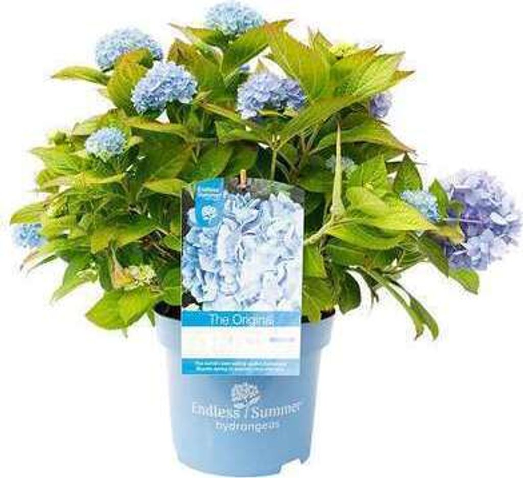 Hydrangea macr. 'Endless Summer The Original' blue - Hortensien 25- 30 cm Container