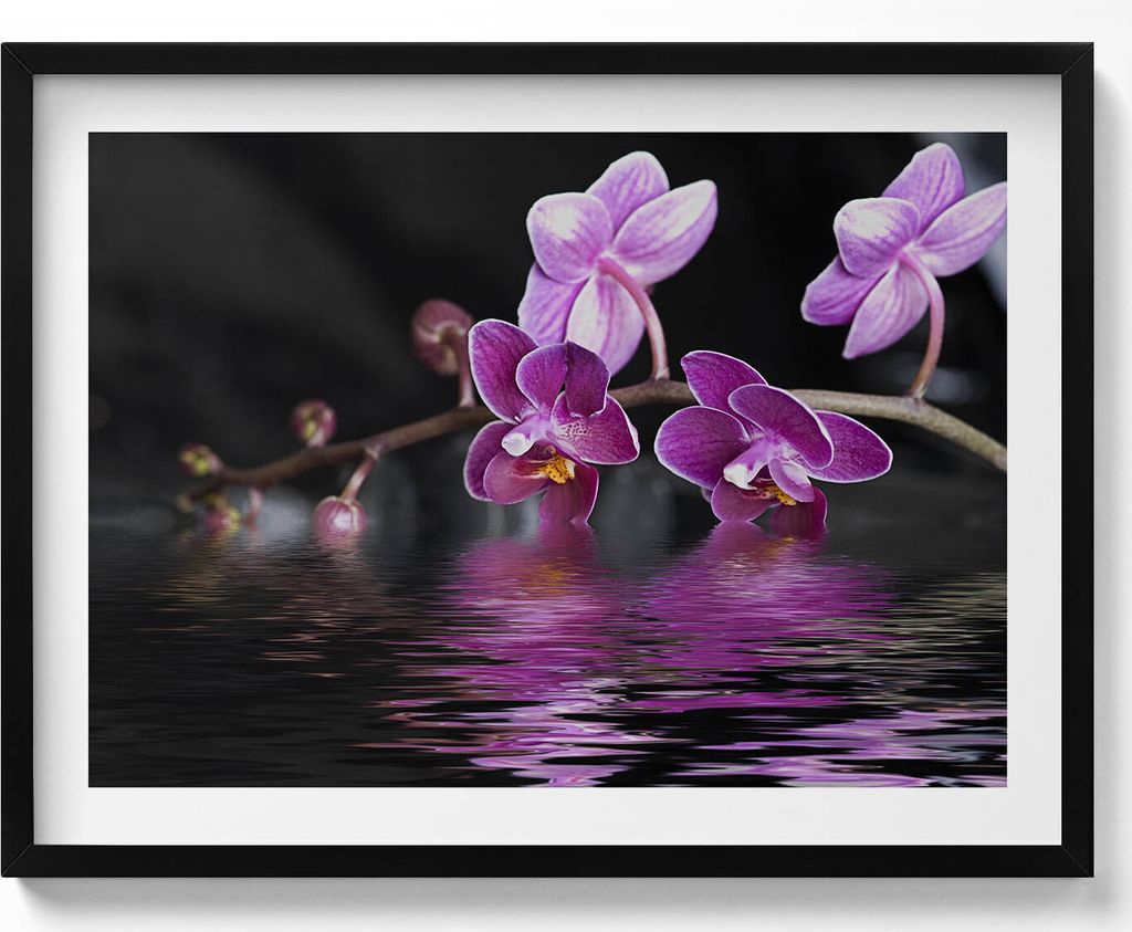 Rosa Orchideenblüte auf dem Wasser– Wandbild mit Rahmen – Gerahmtes Bild – Wanddekoration – 80x60 cm – Schwarz Rahmen