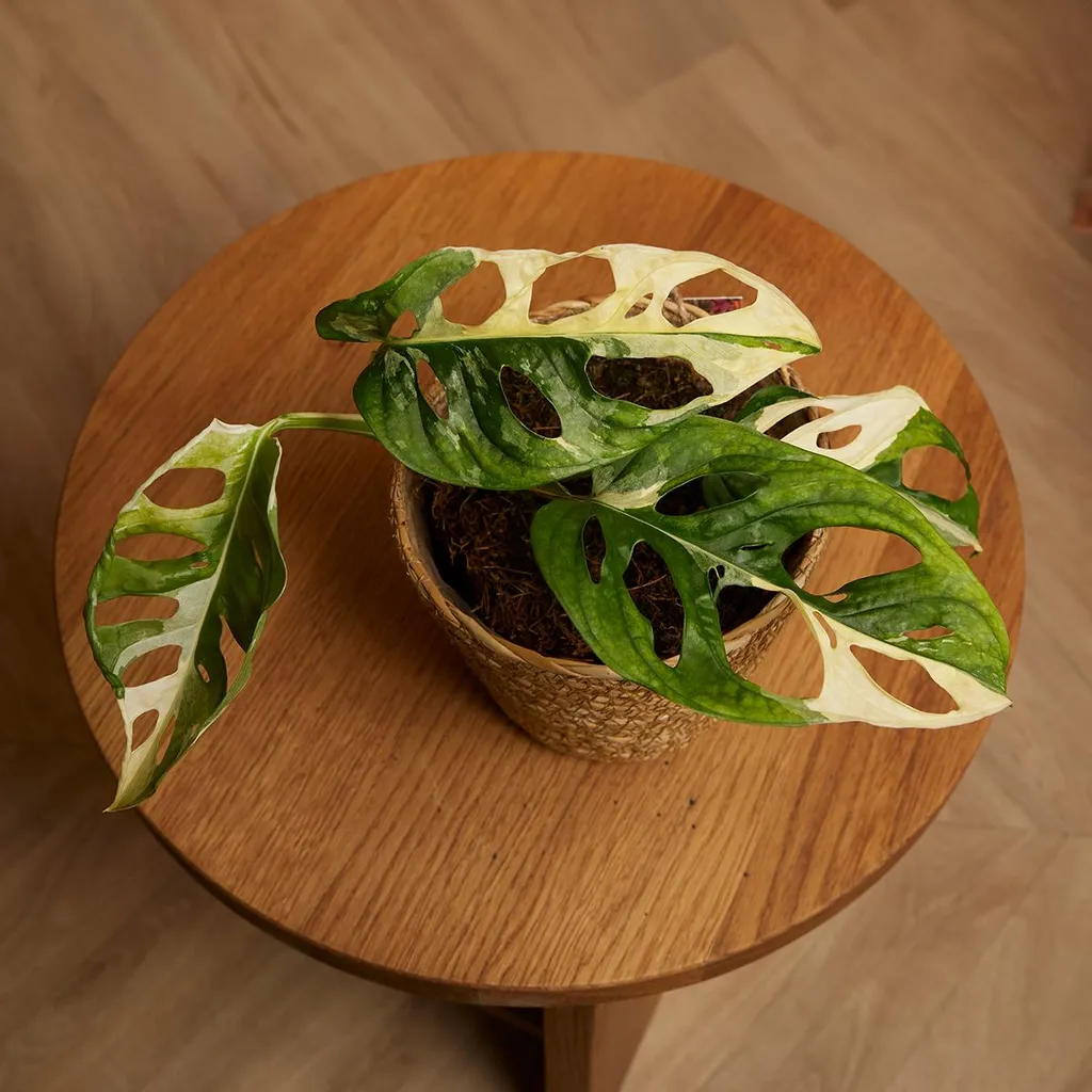 Monstera Adansonii Variegata - Plante grimpante pour déco intérieure