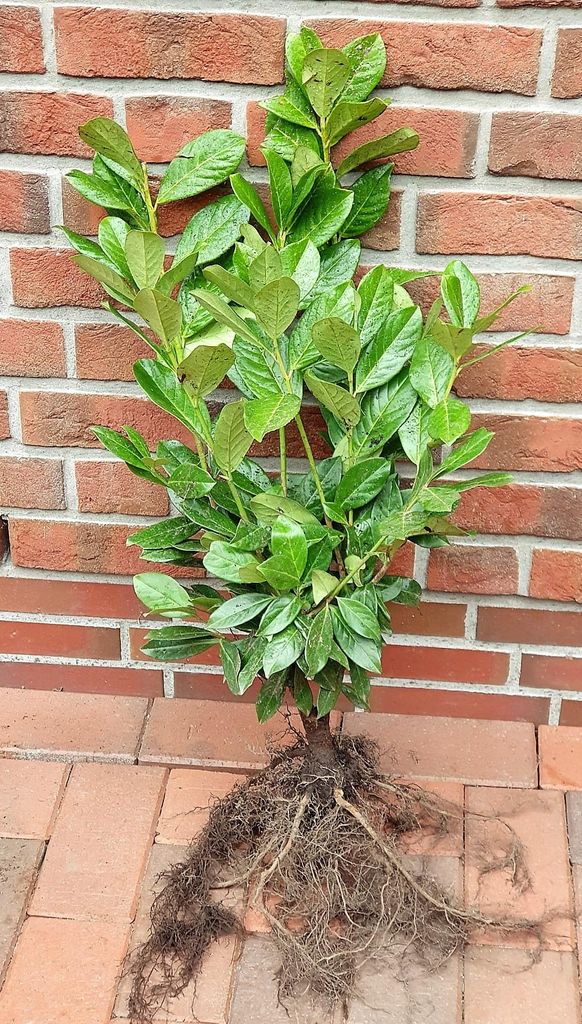 20 Stück Prunus laurocerasus "Novita", buschige Kirschlorbeerpflanzen, Heckenpflanzen, Höhe: 60-80 cm