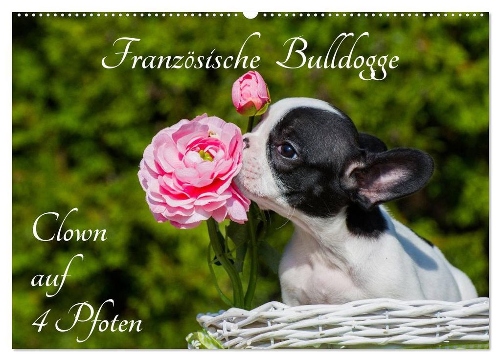 Französische Bulldogge - Clown auf 4 Pfoten (Wandkalender 2027 DIN A2 quer), CALVENDO Monatskalender