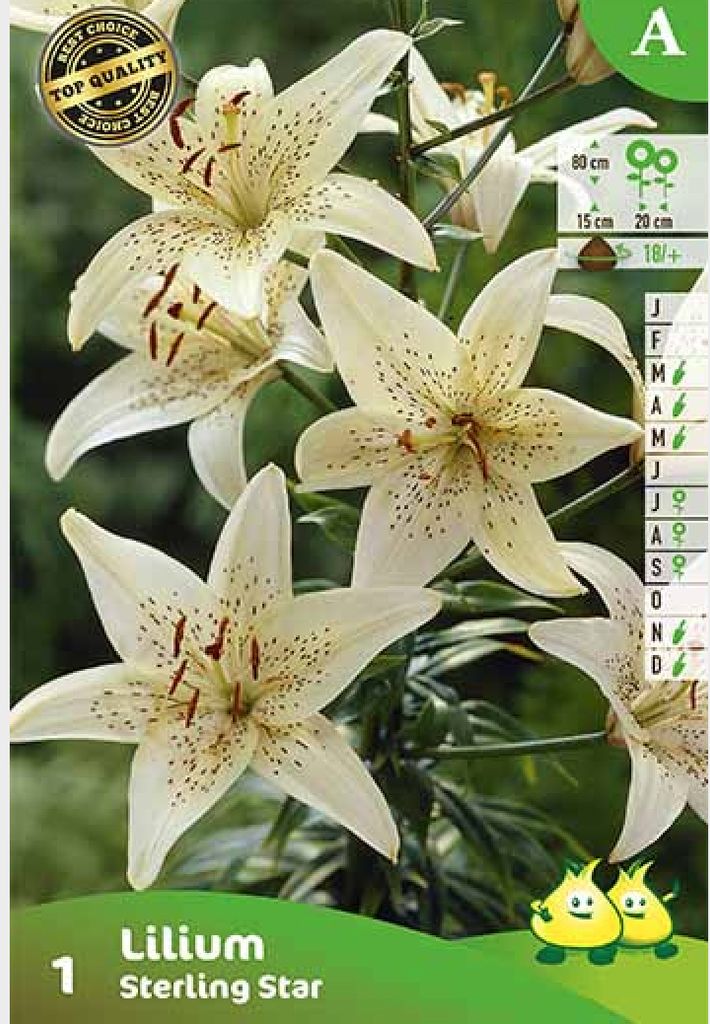 5 x Lilium 'Sterling Star' -  Lilien - Blumenzwiebeln - Produktbild 