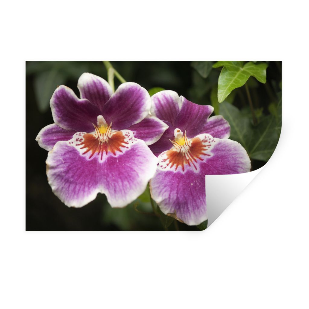 MuchoWow Wandtattoo Wandsticker Wandaufkleber Wilde Orchidee 90x60 cm Selbstklebend und Repositionierbar - Aufkleber