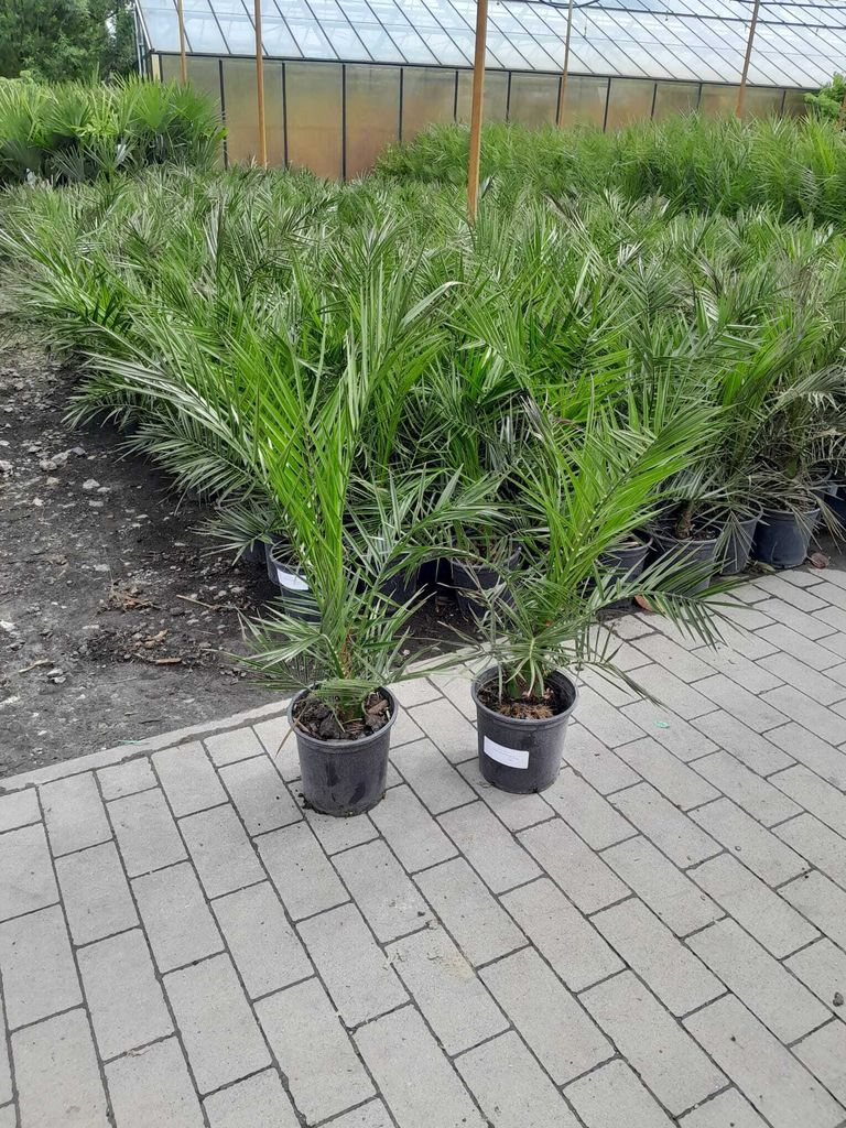 Two potted palm trees are displayed on a paved walkway in front of a greenhouse.