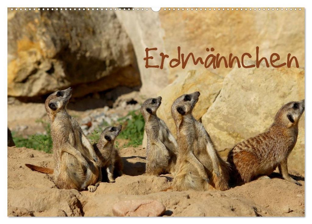 Erdmännchen (Wandkalender 2027 DIN A2 quer), CALVENDO Monatskalender