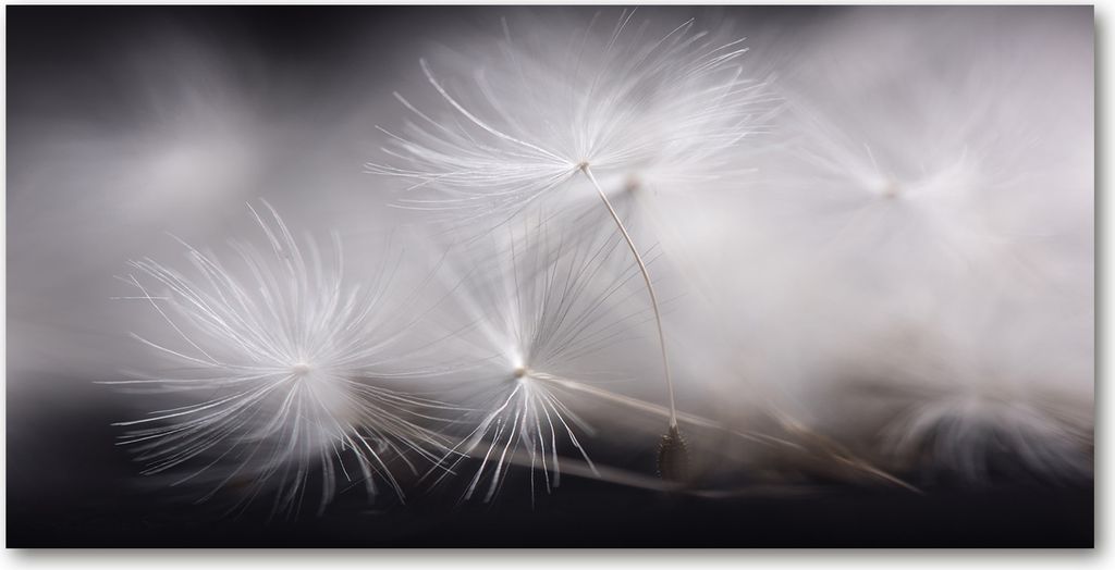 Tulup Leinwandbild - 140x70 cm - Wandkunst - Drucke auf Leinwand - Leinwanddruck - Blumen & Pflanzen - Schwarzweiß - Pusteblume