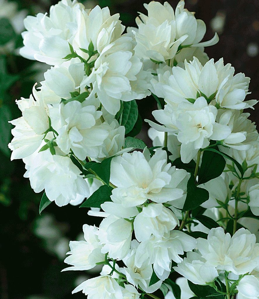 BALDUR Garten 1x Schneeweißer Duft-Jasmin, Pflanze im 1 Produktbild 
