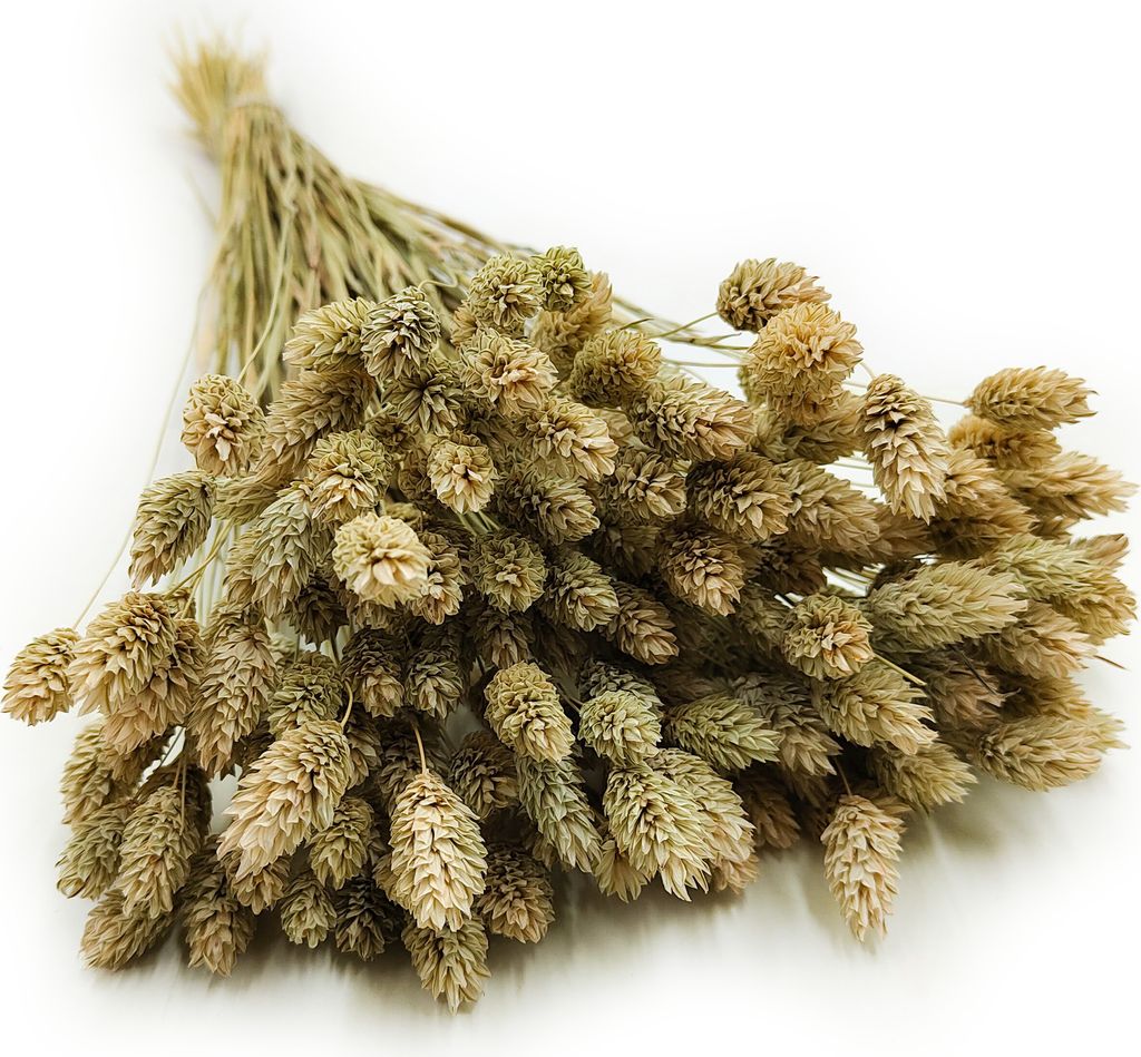 Phalaris Getrocknete - Kanariengras - Natürlich Produktbild 