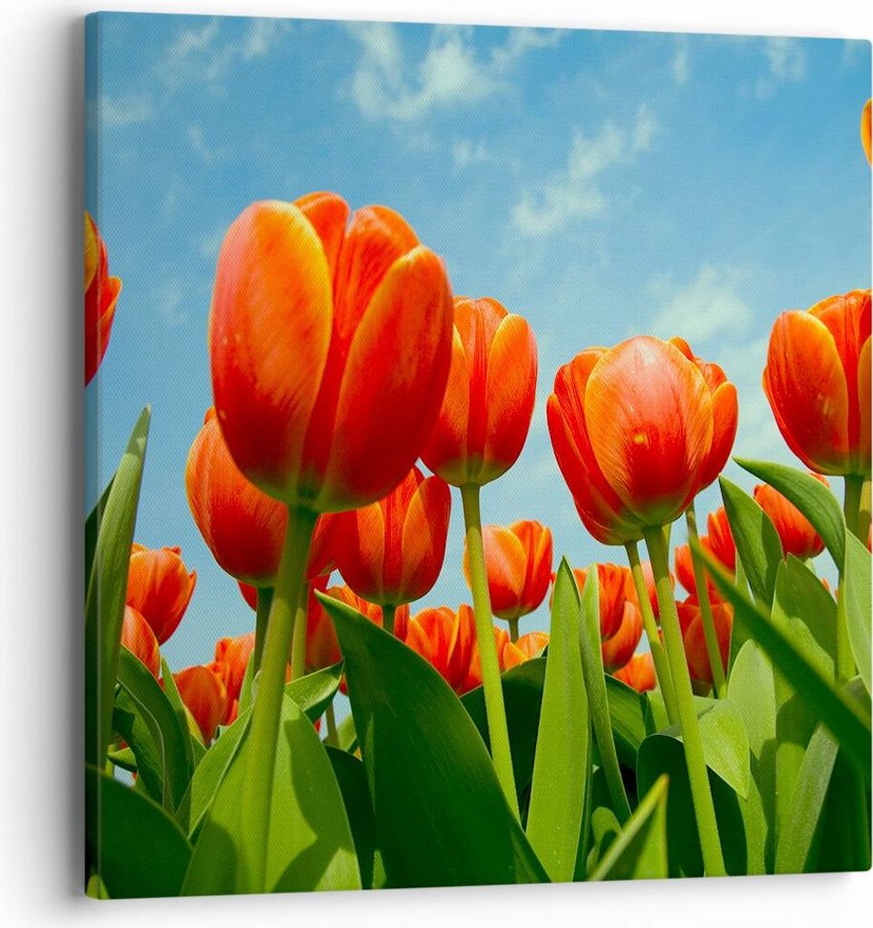 Bild auf Leinwand - Leinwandbild - Tulpe Blume blauer Himmel - 40x40cm - Wand Bild - Wanddeko - Leinwanddruck - Bilder - Kunstdruck - Wanddekoratio...