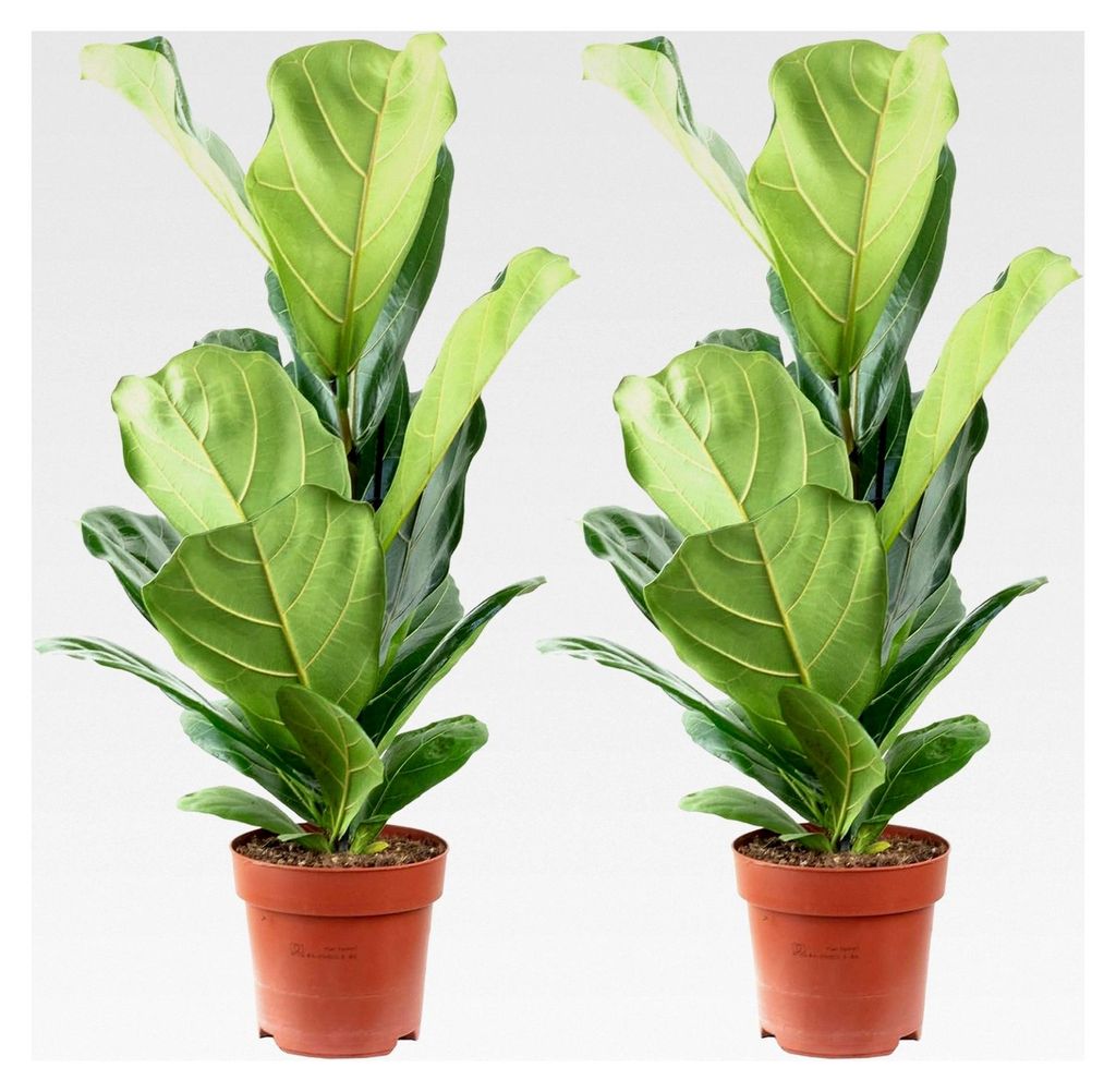 2er-Set Geigenfeige - Ficus Lyrata - Höhe ca. 65 cm, Topf-Ø 17 cm