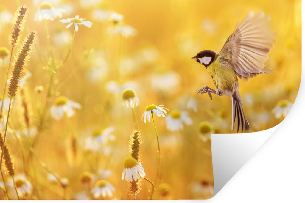 MuchoWow Wandtattoo Wandsticker Wandaufkleber Vogel - Kohlmeise - Blumen - Gänseblümchen 60x40 cm Selbstklebend und Repositionierbar - Wierderv...
