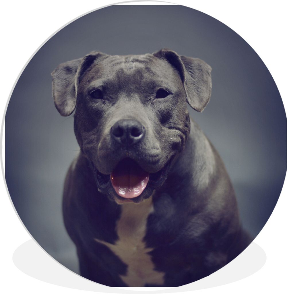 MuchoWow Rundes Wandbild - Runde Bilder Grauer American Staffordshire Terrier lächelt in die Kamera Ø 90 cm Kreis Wanddekoration Kunststoff - W...