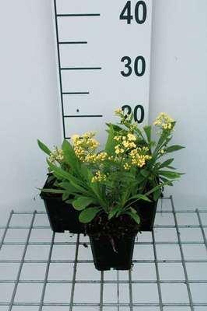 6 x Solidaster luteus 'Lemore' - Goldrute - Topf 9 x 9 cm