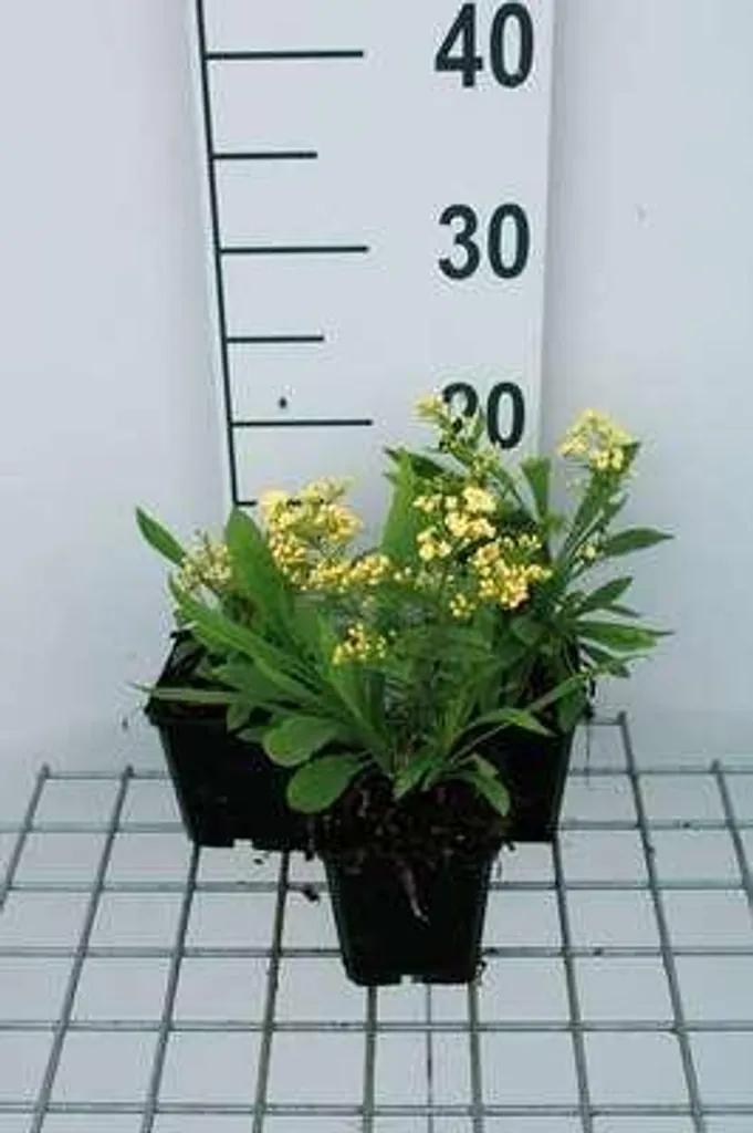 6 Solidaster luteus Lemore - Verge d'or hybride en pot de 9cm pour massif
