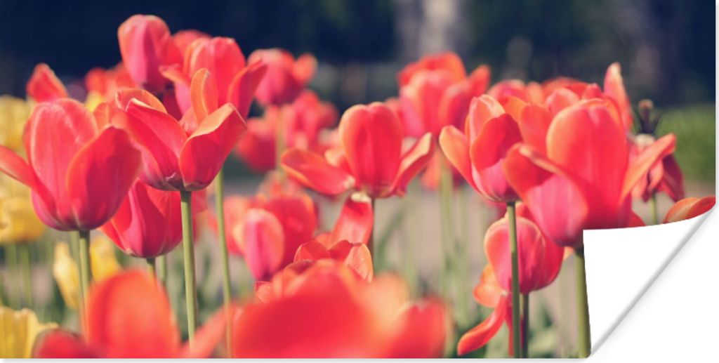 MuchoWow Poster Tulpen - Blumen - Natur 120x60 cm - Bild
