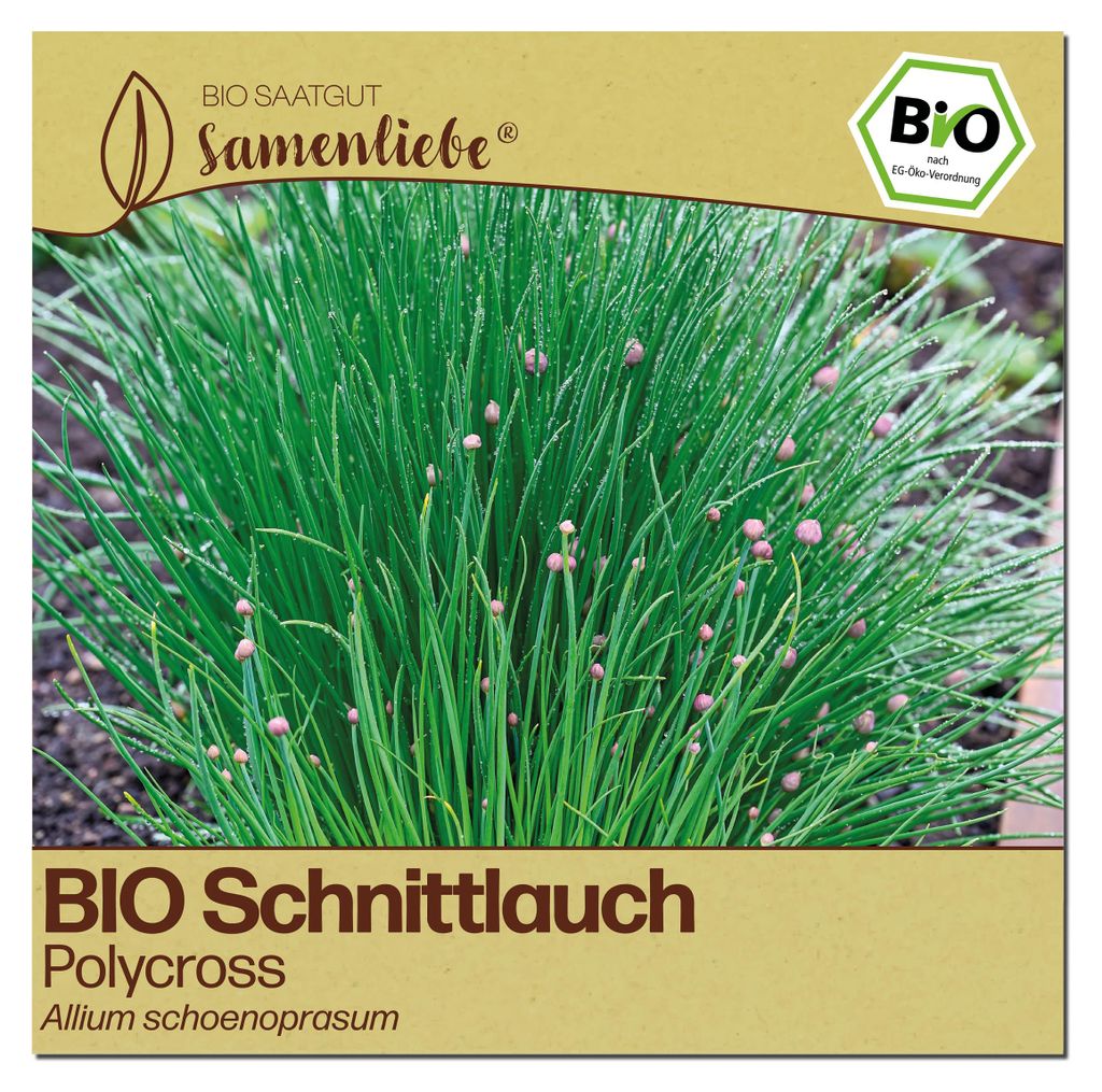 Samenliebe  Schnittlauch Samen | Polycross - winterhart & Produktbild 