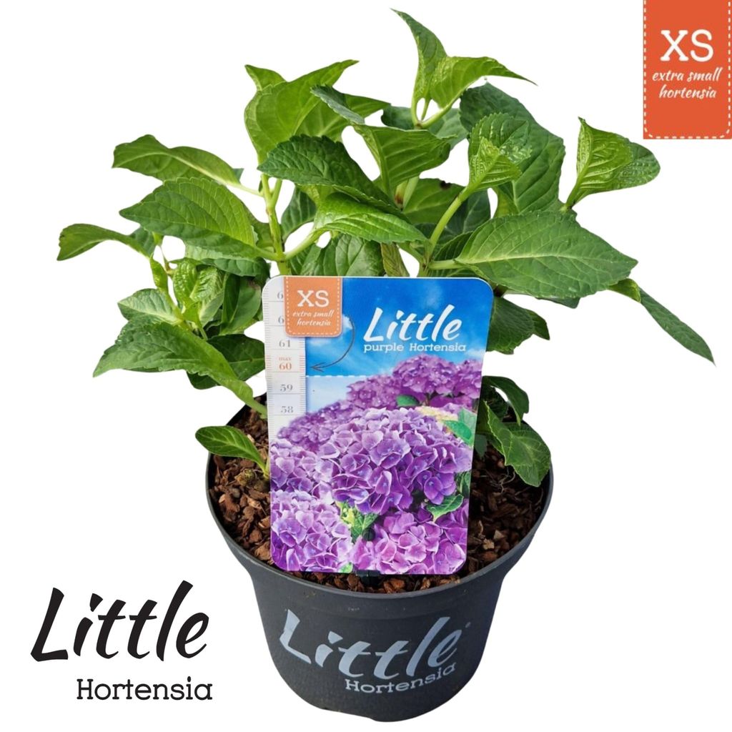 Hydrangea macr. 'Little Purple' ® (Little XS) – hortensja | Zdjęcie produktu 