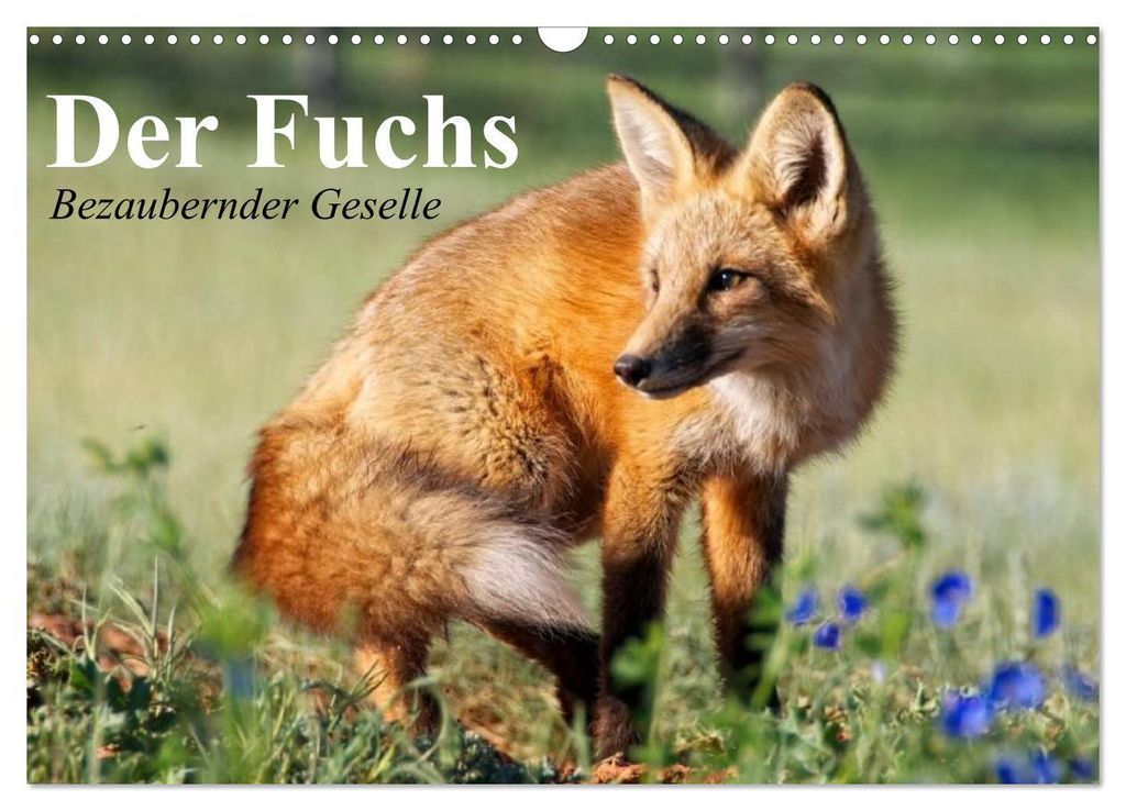 Der Fuchs. Bezaubernder Geselle (Wandkalender 2027 DIN A3 quer), CALVENDO Monatskalender