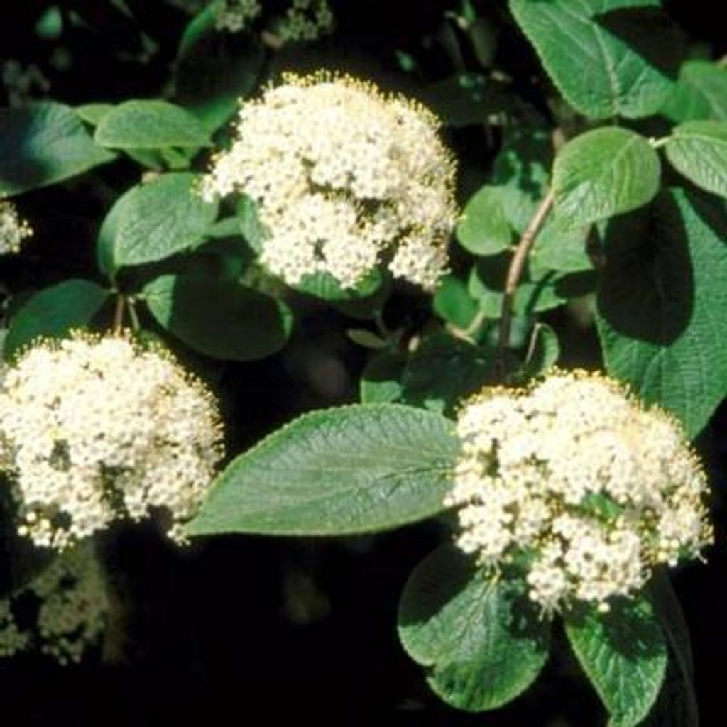 Viburnum lantana - Schneeball 60- 80 cm - Container