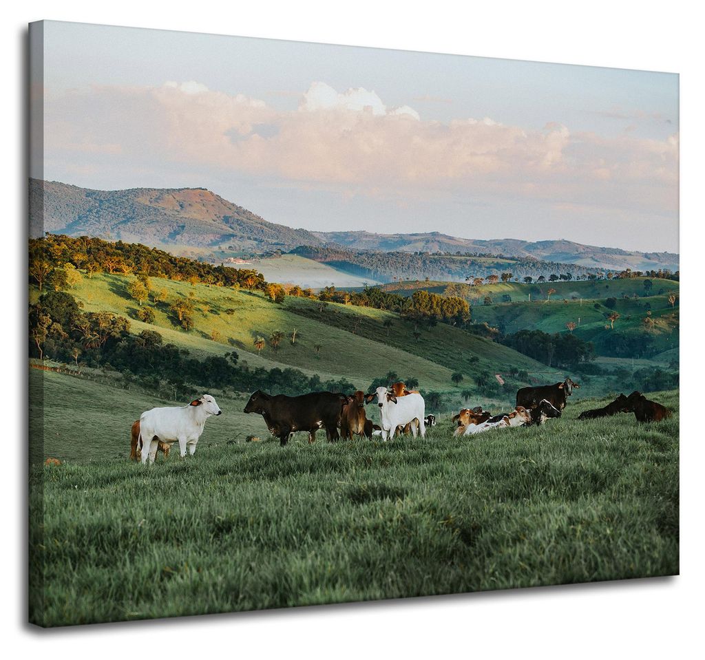 Leinwanddruck Natur Weide und Kühe 100x80