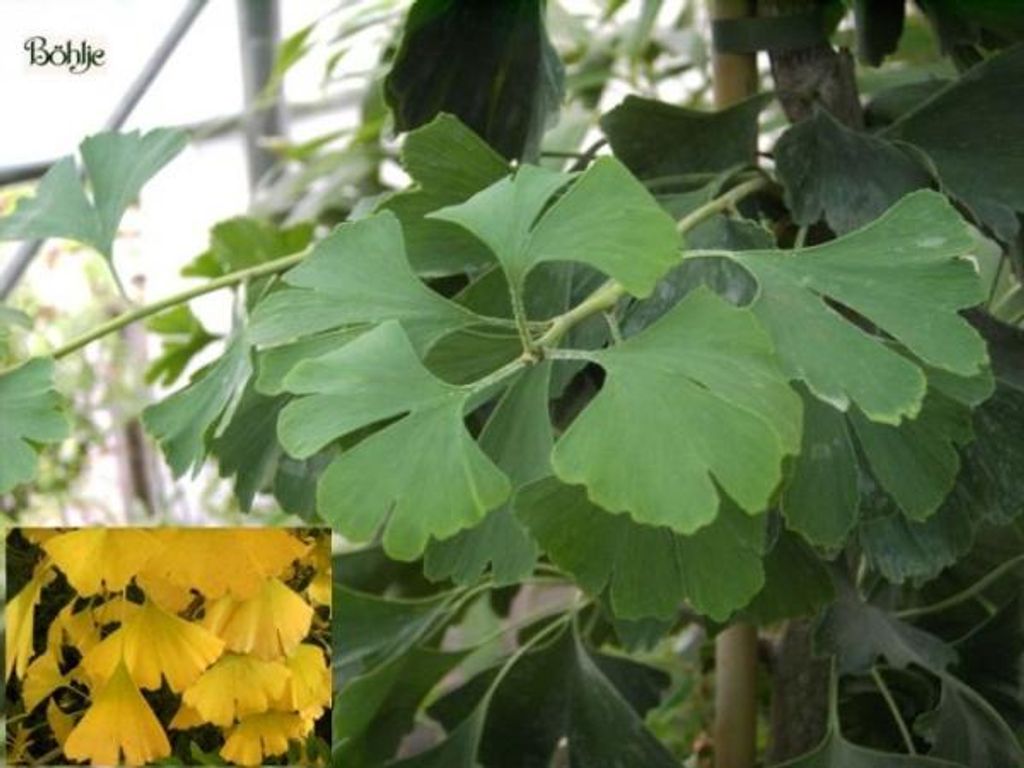 Fächerblattbaum - Ginkgo biloba - Mädchenblattbaum - 125-150cm