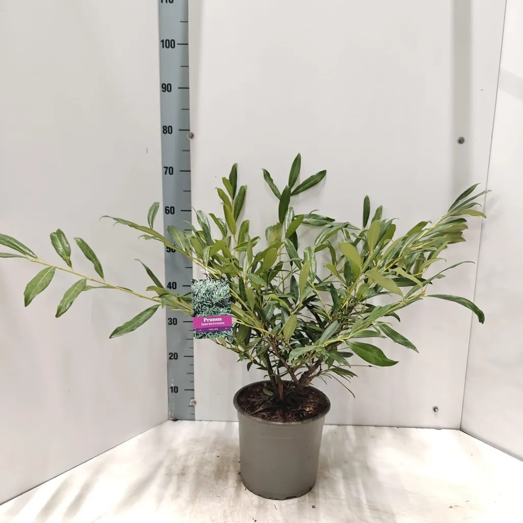 Laurier-cerise Zabeliana 40-50 cm pour haie brise-vue et déco jardin