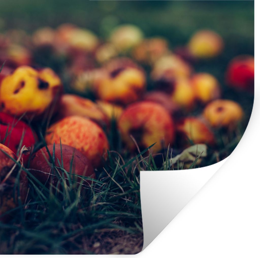 MuchoWow Wandtattoo Wandsticker Wandaufkleber Landdekoration - Herbst - Apfel - Obst 100x100 cm Selbstklebend und Repositionierbar - Wierderverwe...