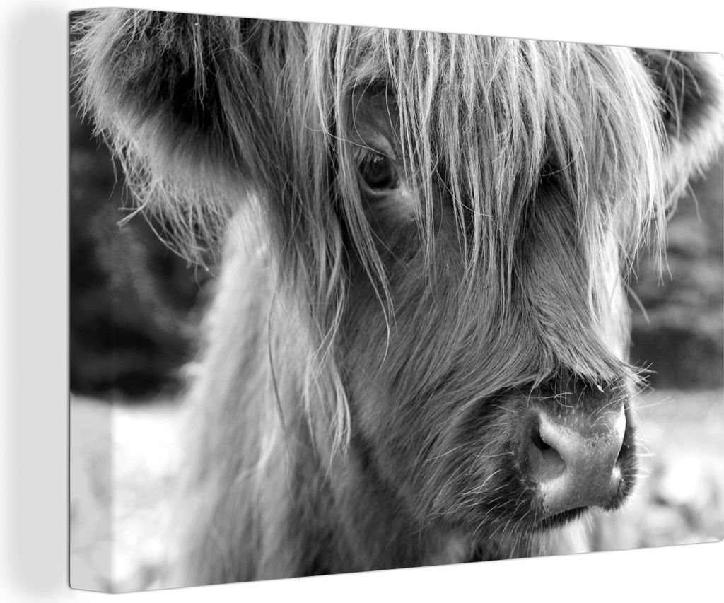 OneMillionCanvasses - Leinwandbilder - 150x100 cm, Nahaufnahme Scottish Hochlandrind Kalb - schwarz und weiß, Wandbilder Kunstdruck Wanddekoration