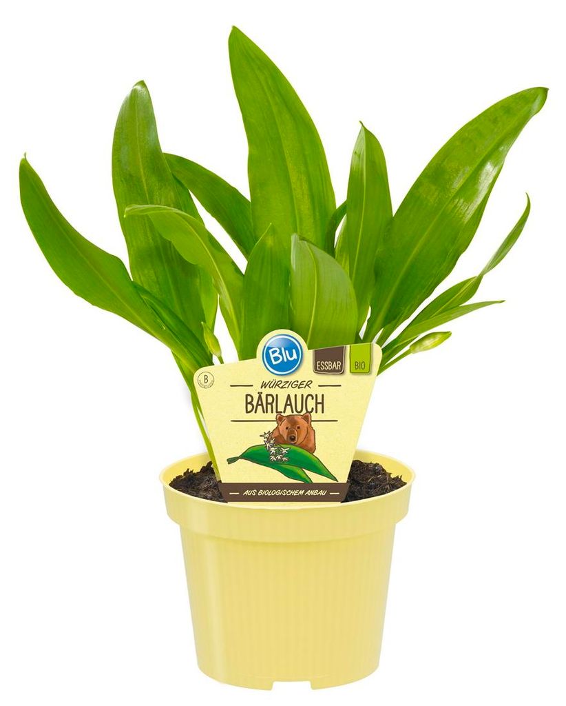Divoký česnek vkvalitě - Allium ursinum - bylina v Obrázek produktu 