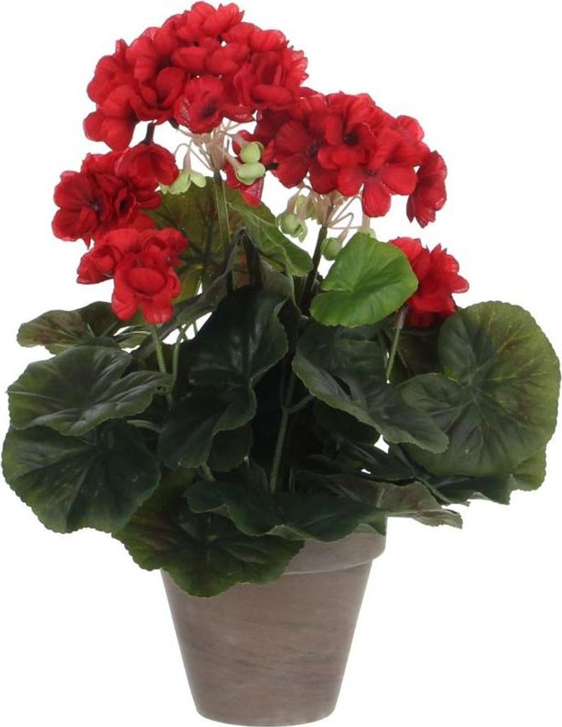 Mica Geranium im Topf rot, 34 x 20 cm Produktbild 