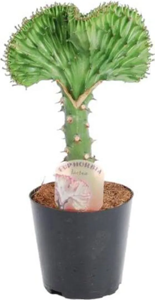 Euphorbe Corail Cristata : Plante Inusable pour Débutant 35 cm