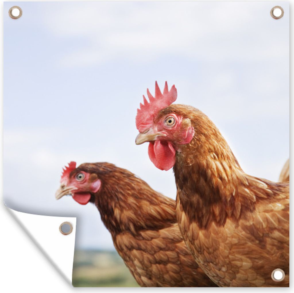 MuchoWow 50x50 cm Outdoor-Poster Gartendeko Sichtschutz Garten Poster für den Garten Nahaufnahme von zwei Hühnern