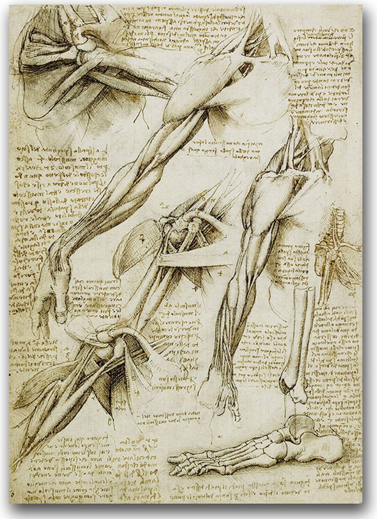 Poster - Canvas - Leinwand - 59,4 cm x 84,1 cm - Fotoposter - Leinwandkunst - Da Vinci Muskeln