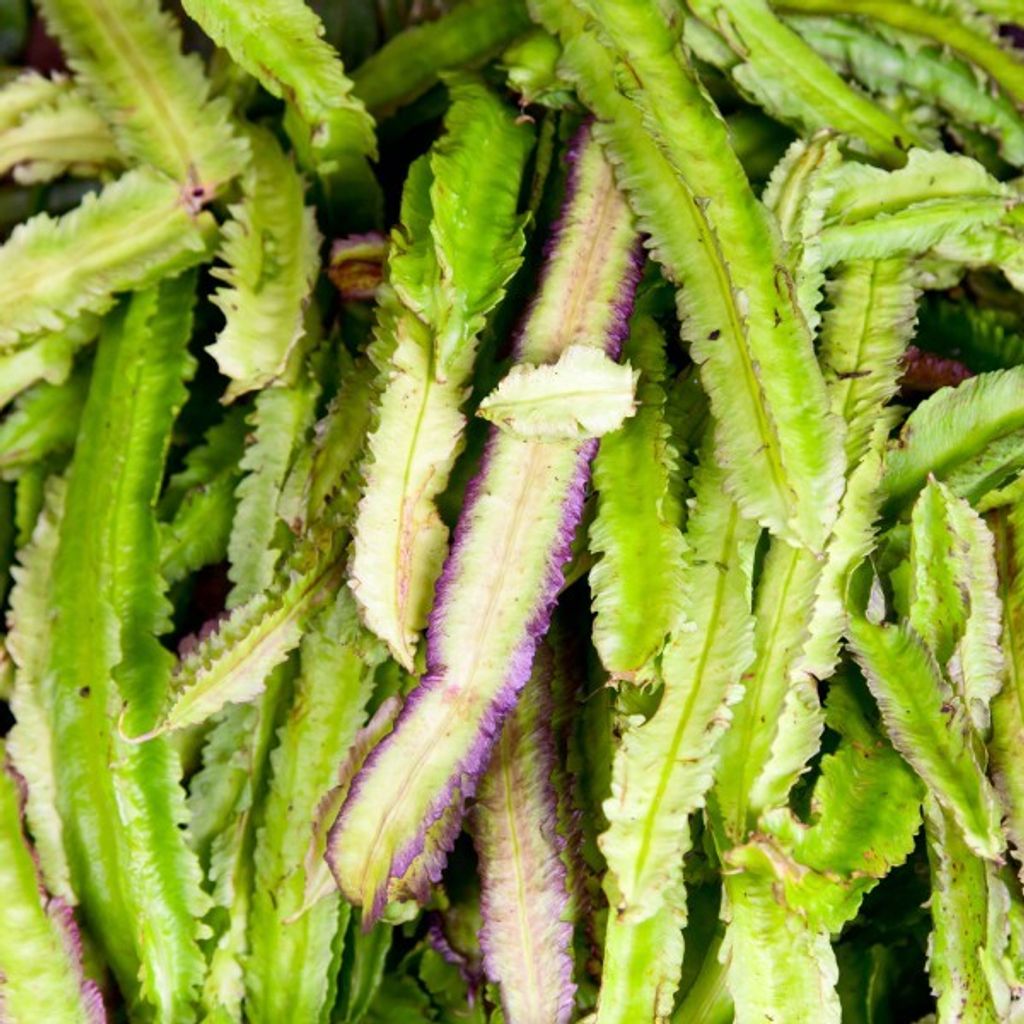 Spargelerbse Samen Tetragonolobus purpureus 40 Stück für Produktbild 