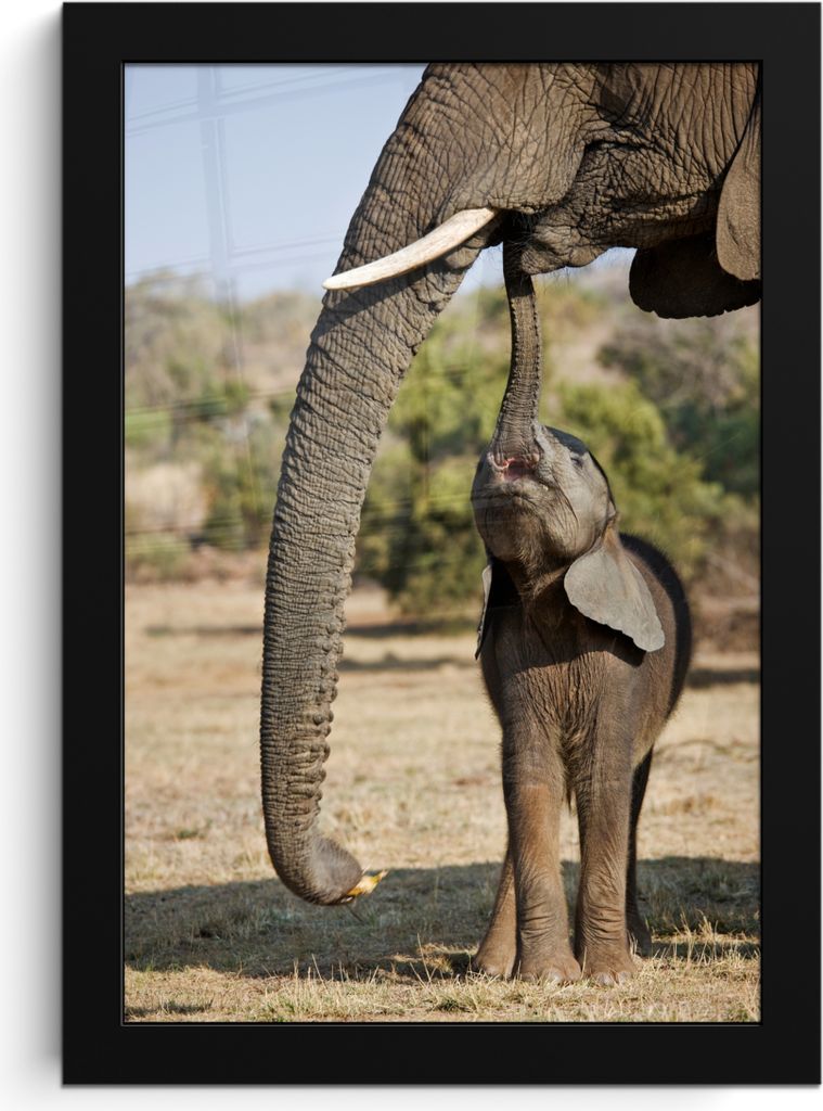MuchoWow MuchoWow Gerahmtes Poster Elefant - Tiere - Gras - Natur 20x30 cm - Poster mit zchwarzem Bilderrahmen - Drucken - Bilder Poster im Rahmen