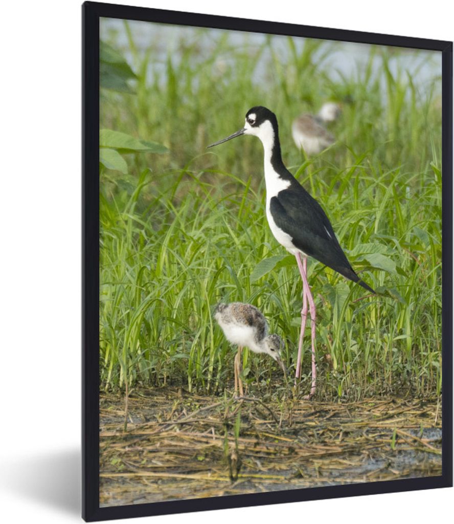 MuchoWow MuchoWow Gerahmtes Poster Vogel - Gras - Küken - Sumpf 60x80 cm - Poster mit zchwarzem Bilderrahmen - Premium - Wanddeko Wohnzimmer