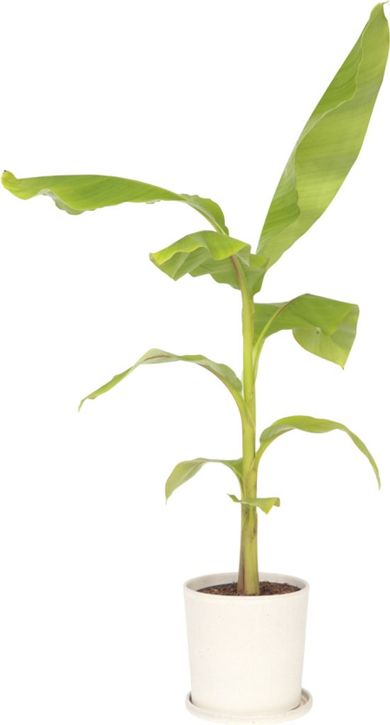 Banánovník japonský - Musa basjoo - Výška 55-70cm - ⌀21cm Obrázok produktu 7