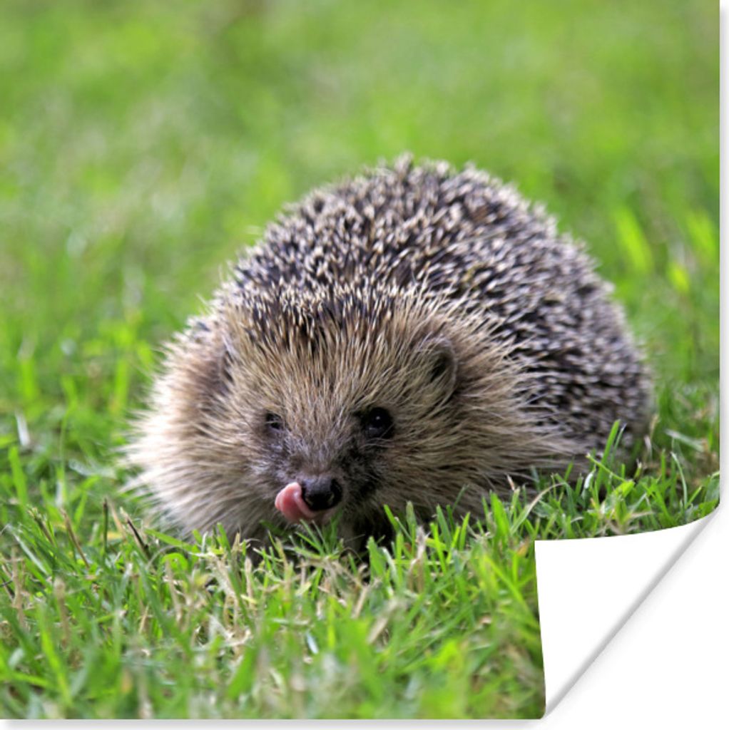 MuchoWow Poster Igel - Grün - Gras 100x100 cm - Babyzimmer