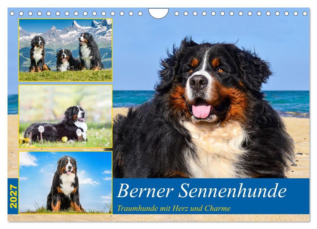 Berner Sennenhunde - Traumhunde mit Charme (Wandkalender 2027 DIN A4 quer), CALVENDO Monatskalender